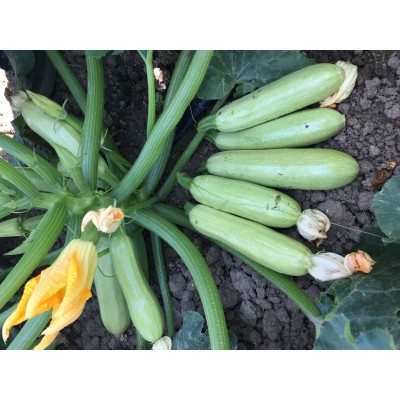 Семена кабачка EZ 31 F1 (1000 семян), Libra Seeds (Erste Zaden)
